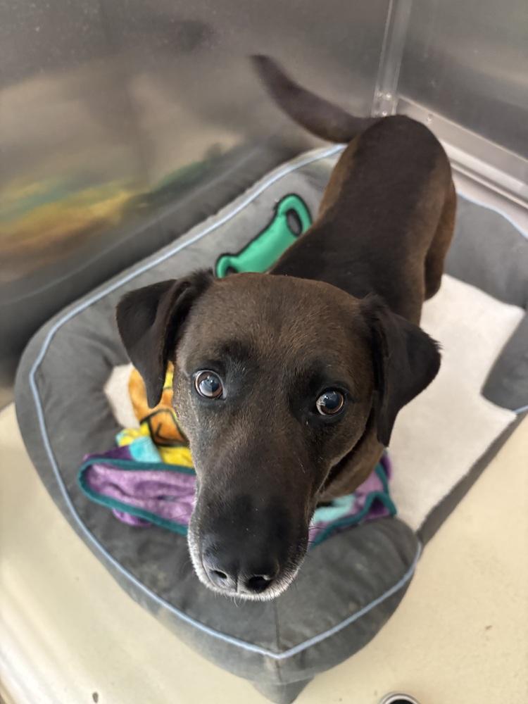 Enlarge Ruger, a Adoptable mixed breed in Kalamazoo, MI image 4/6