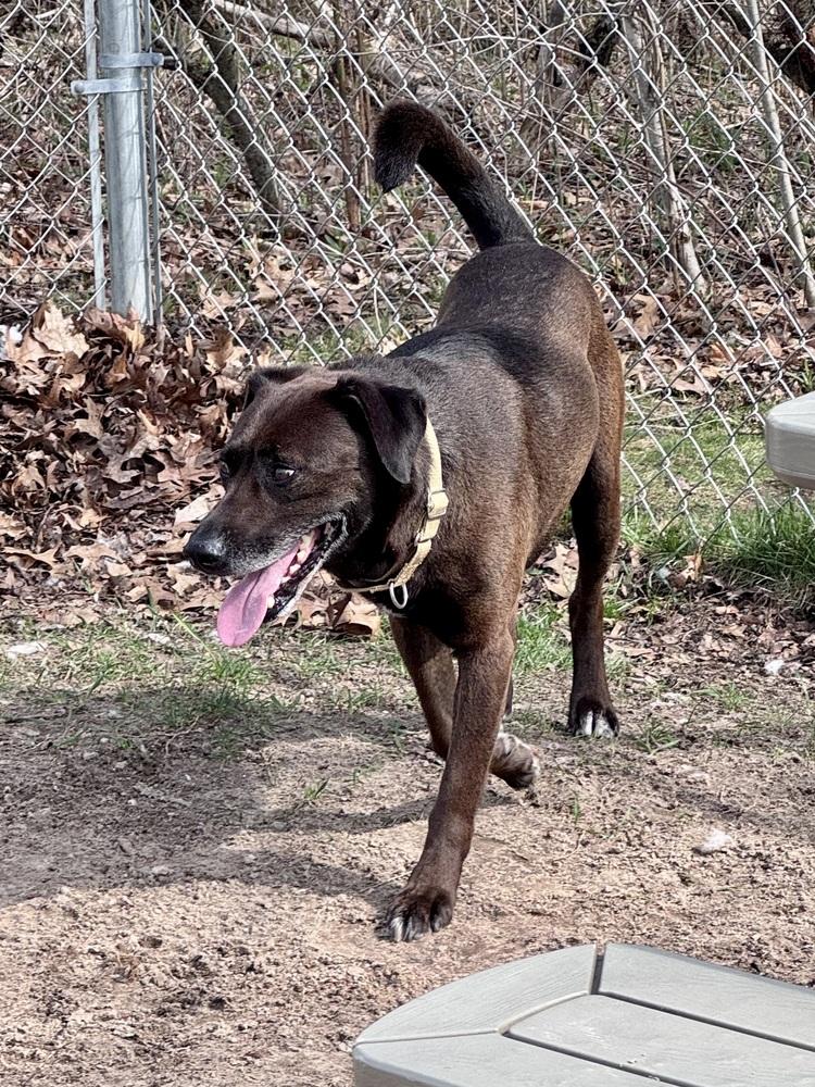 Enlarge Ruger, a Adoptable mixed breed in Kalamazoo, MI image 5/6