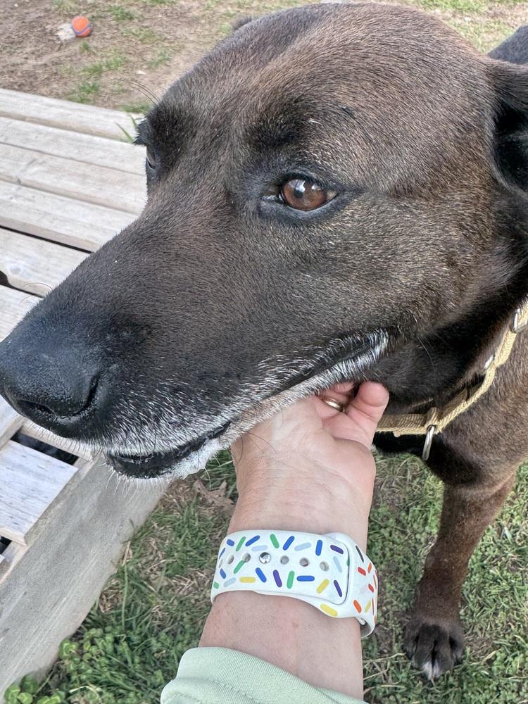 Enlarge Ruger, a Adoptable mixed breed in Kalamazoo, MI image 6/6