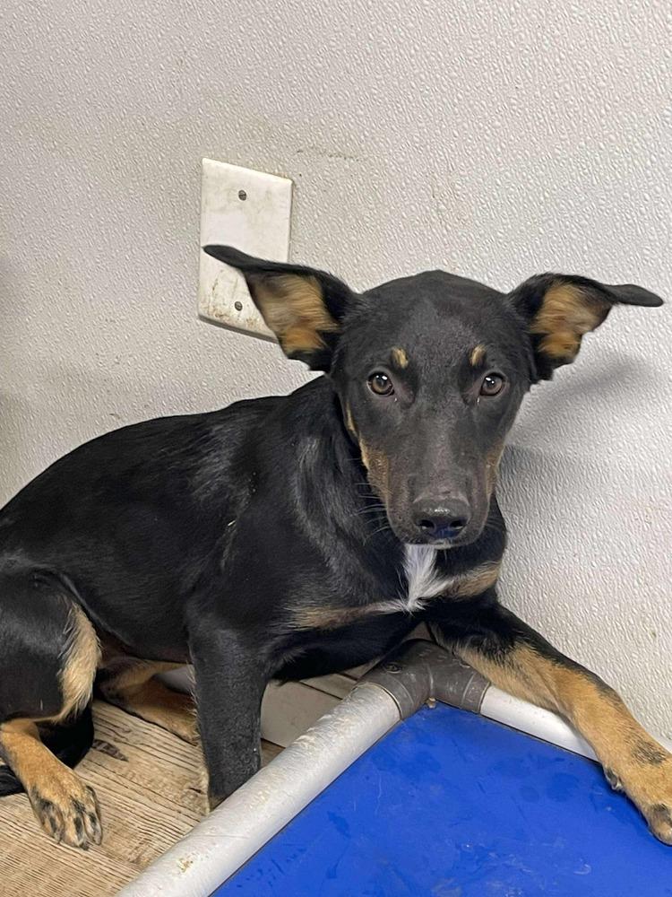 Fox, Adoptable, Puppy Female Australian Kelpie & Labrador Retriever.