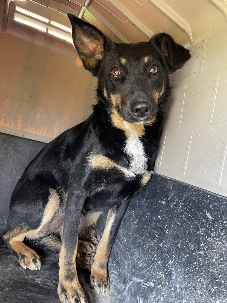 Fox, a Adoptable mixed breed in Bolivar, MO image 2/2