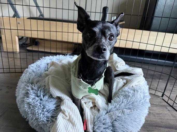 Enlarge Little Caesar, an adoptable Chihuahua in Los Angeles, CA image 3/5