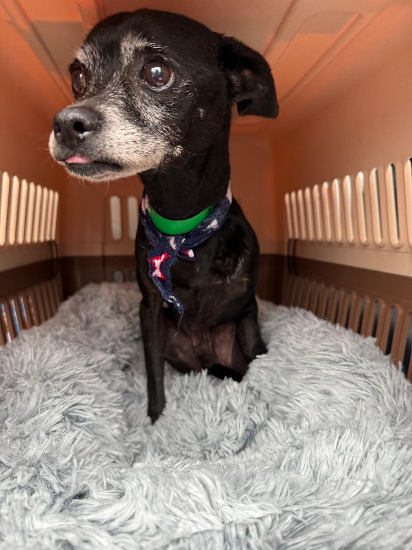 Little Caesar, adoptable, Senior Male Chihuahua.