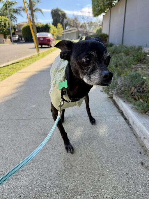 Enlarge Little Caesar, an adoptable Chihuahua in Los Angeles, CA image 4/5