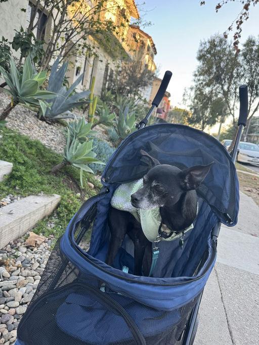 Enlarge Little Caesar, an adoptable Chihuahua in Los Angeles, CA image 5/5