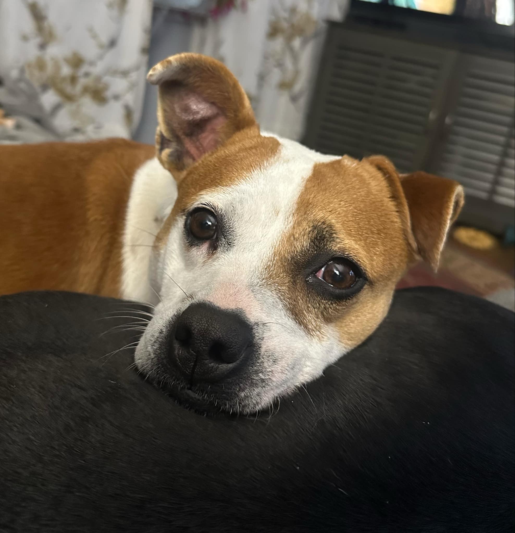 Linda, Adult Female Jack Russell Terrier