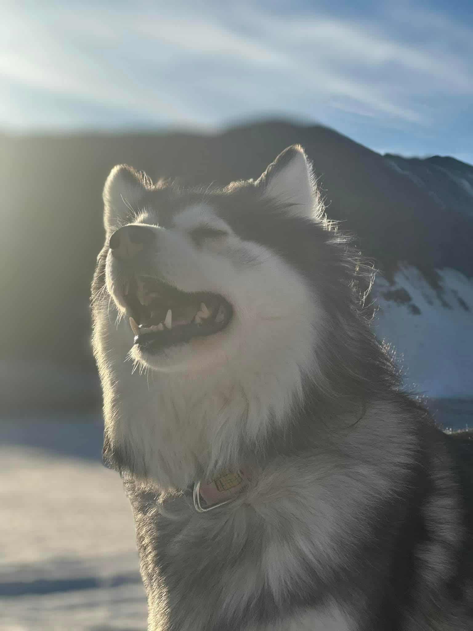 Enlarge Innoko, a ADOPTABLE mixed breed in Bethel, AK image 1/2