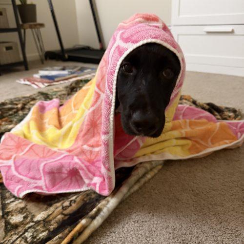 Genesis, a Adoptable mixed breed in Hamden, CT image 1/5
