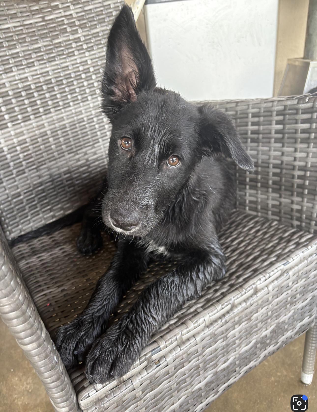 Genesis, Adoptable, Puppy Female Mixed Breed.