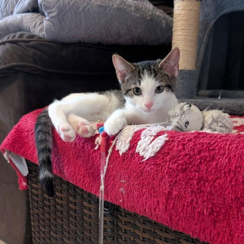 Cookie - bonded with Cream (adopt us together!), ADOPTABLE, Kitten Male Domestic Short Hair.