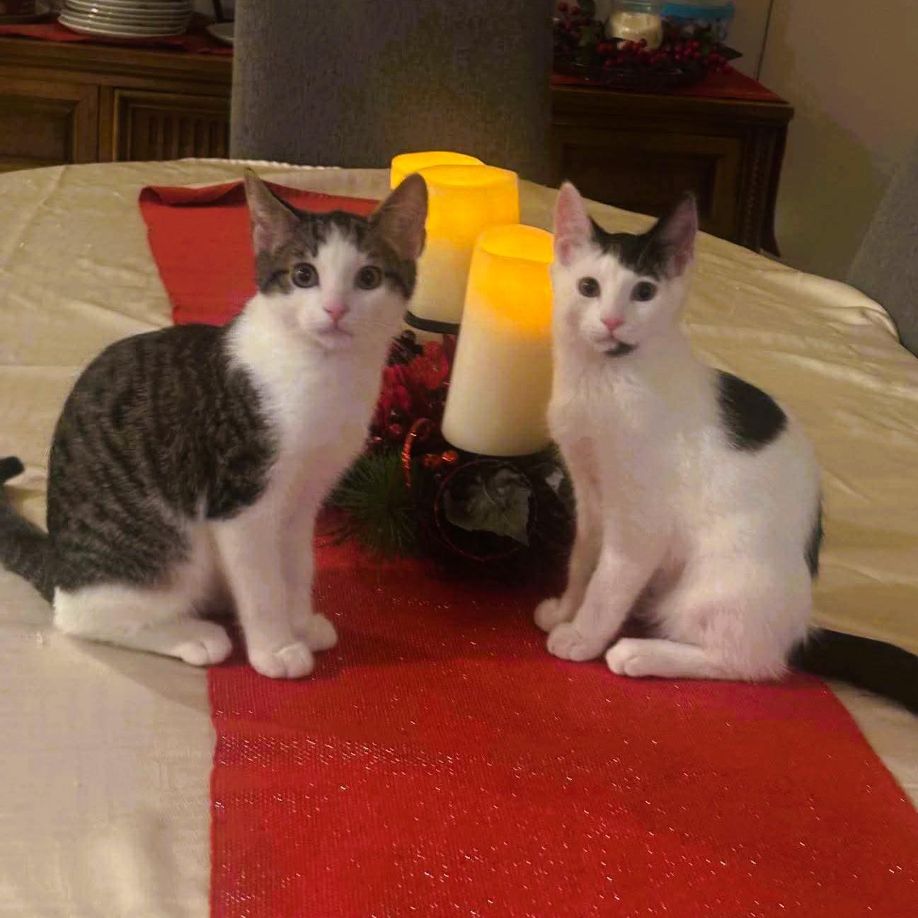 Enlarge Cookie - bonded with Cream (adopt us together!), a ADOPTABLE Domestic Short Hair in Piscataway, NJ image 3/3