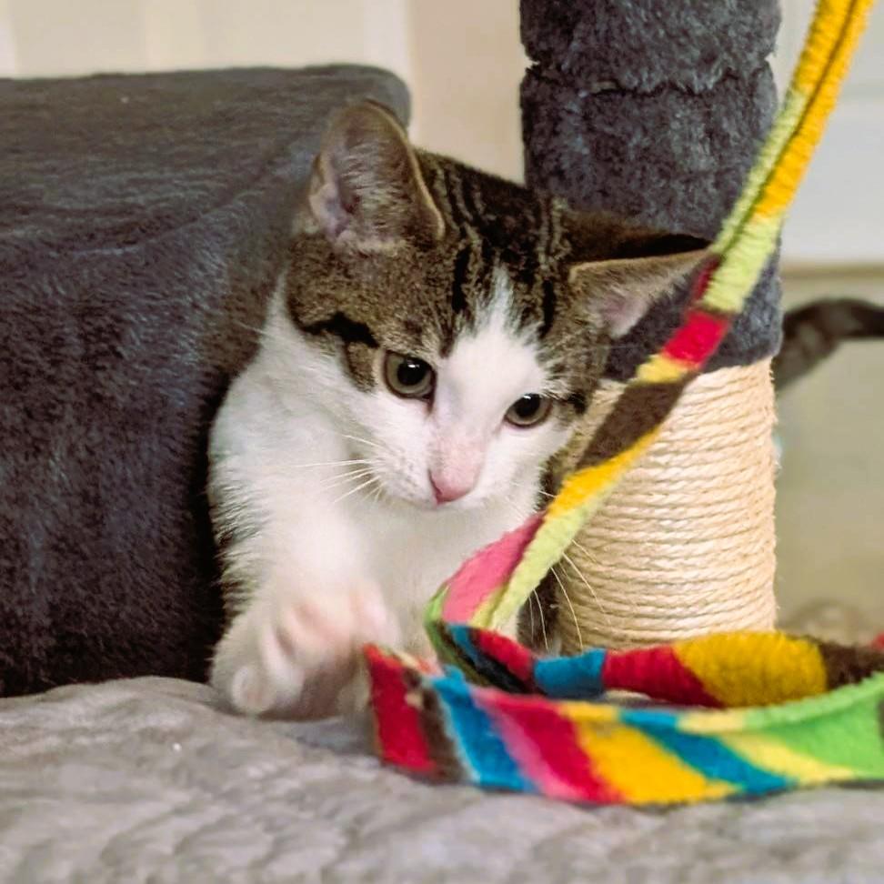 Enlarge Cookie - bonded with Cream (adopt us together!), a ADOPTABLE Domestic Short Hair in Piscataway, NJ image 2/3