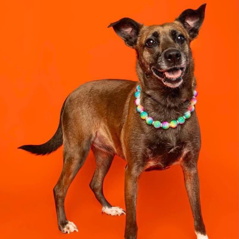 BB, ADOPTABLE, Adult Female Mixed Breed.