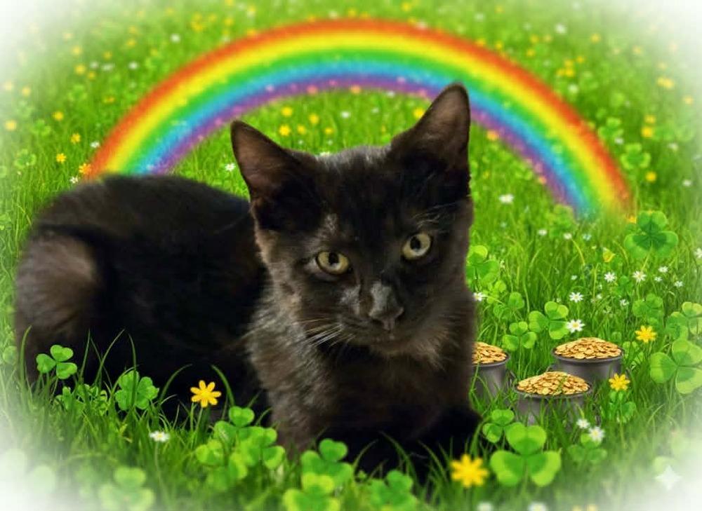 Smudge, Adoptable, Kitten Female Domestic Short Hair.