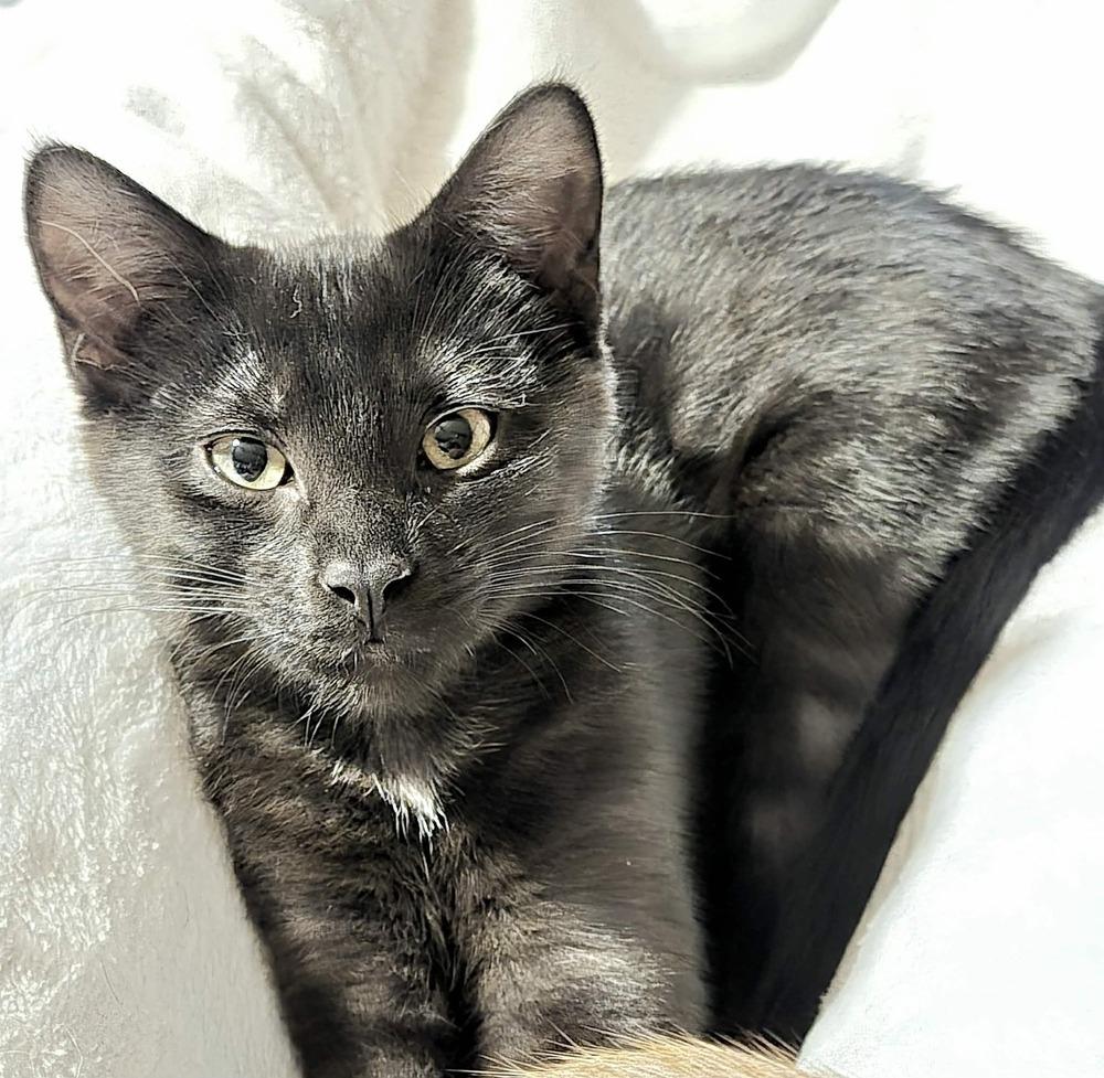 Smudge, a Adoptable Domestic Short Hair in Plymouth, MN image 2/6