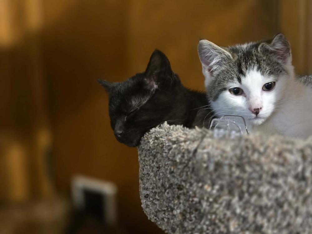 Smudge, a Adoptable Domestic Short Hair in Plymouth, MN image 4/6