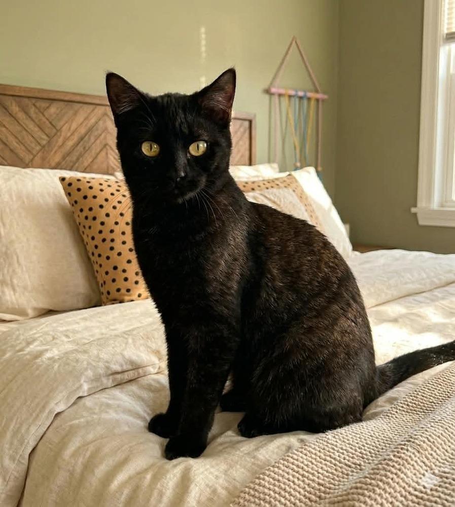 Enlarge Smudge, a Adoptable Domestic Short Hair in Plymouth, MN image 6/6