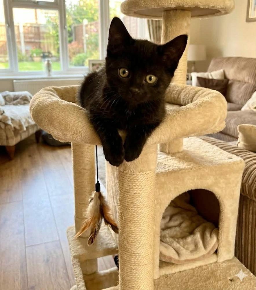 Smudge, a Adoptable Domestic Short Hair in Plymouth, MN image 6/6