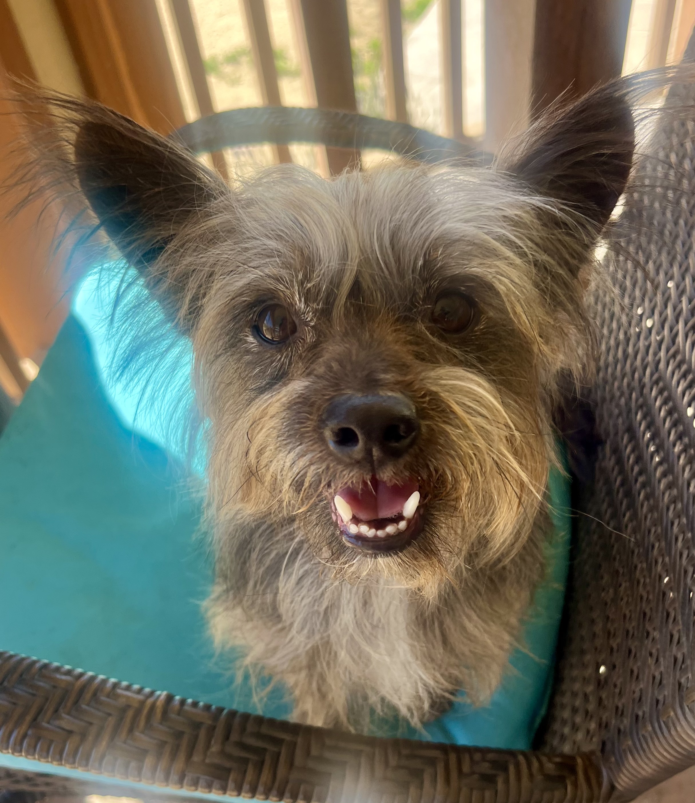 Tazz, Adult Male Yorkshire Terrier