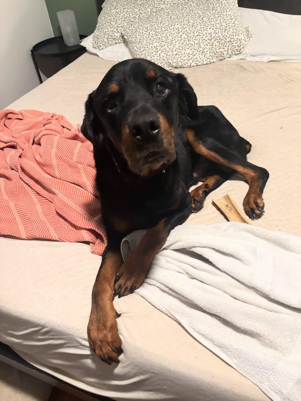 Duke Kirby, ADOPTABLE, Adult Male Rottweiler.
