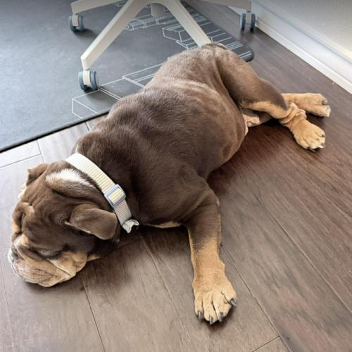 Enlarge Paprika, a Adoptable English Bulldog in Austin, TX image 1/5