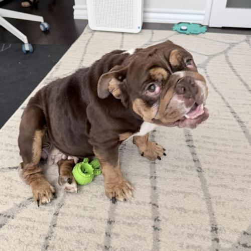 Enlarge Paprika, a Adoptable English Bulldog in Austin, TX image 2/5