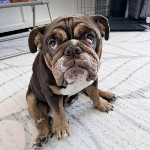 Paprika, Adoptable, Young Female English Bulldog.