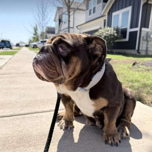 Enlarge Paprika, a Adoptable English Bulldog in Austin, TX image 2/5