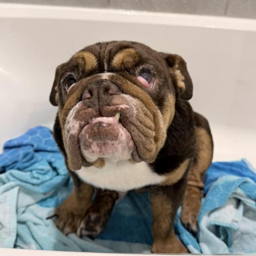 Enlarge Paprika, a Adoptable English Bulldog in Austin, TX image 3/5