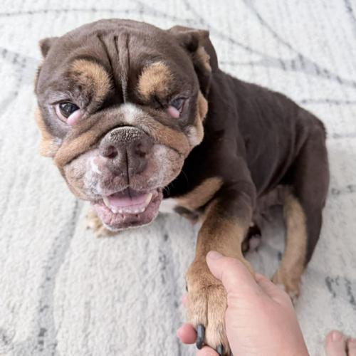 Enlarge Paprika, a Adoptable English Bulldog in Austin, TX image 4/5