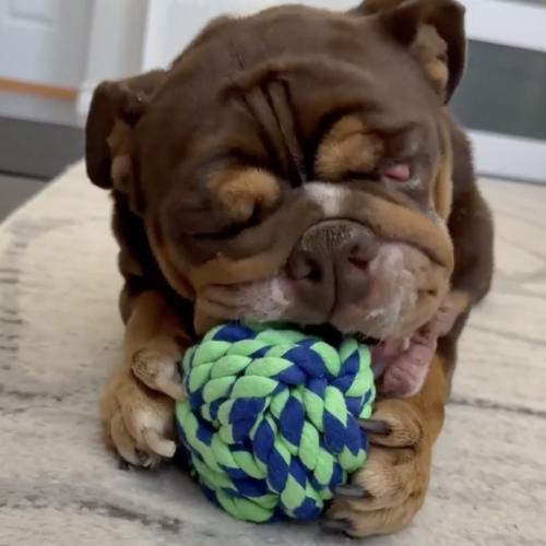 Enlarge Paprika, a Adoptable English Bulldog in Austin, TX image 5/5