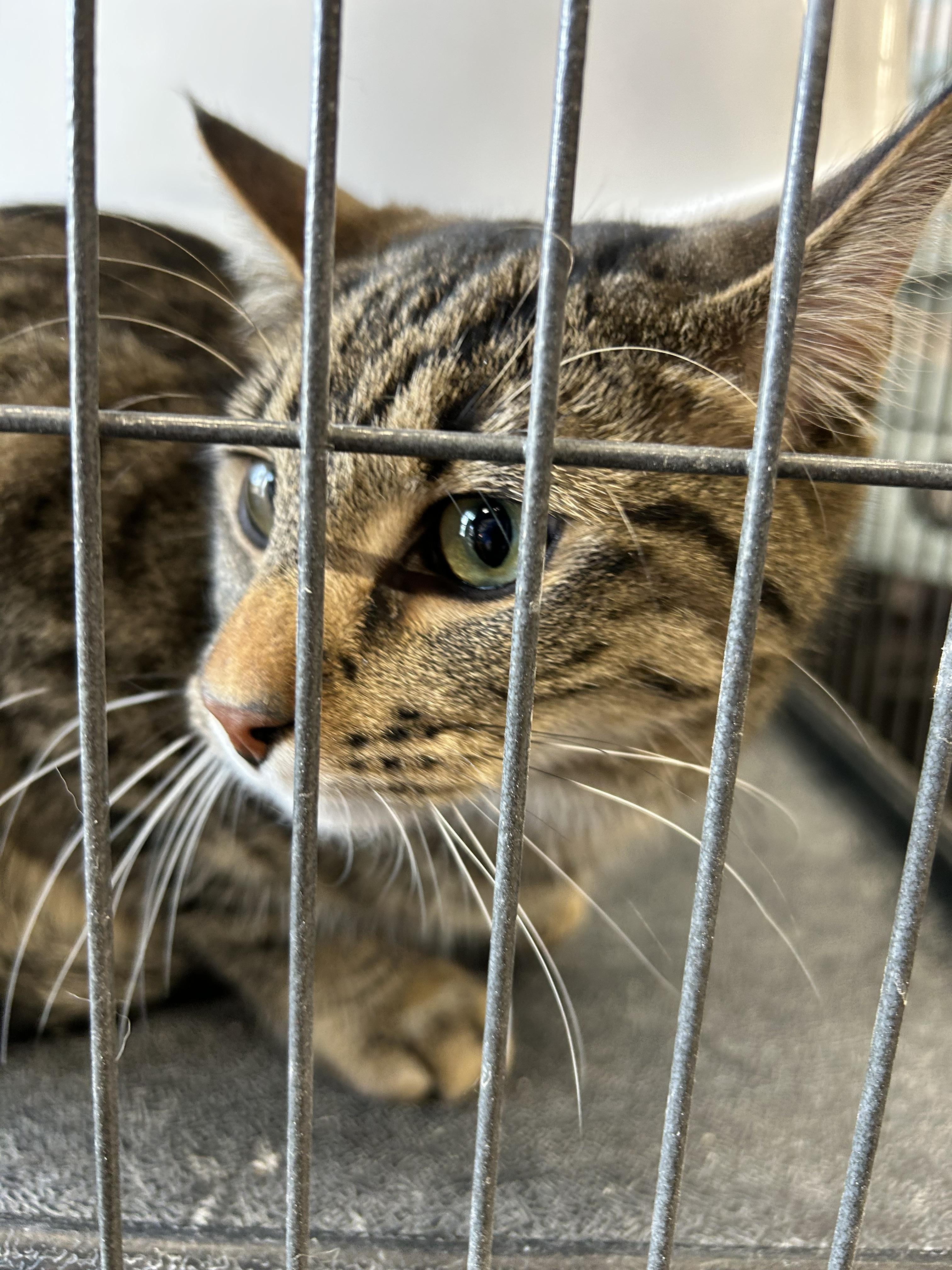 Binou, Adoptable, Young Male Domestic Short Hair.