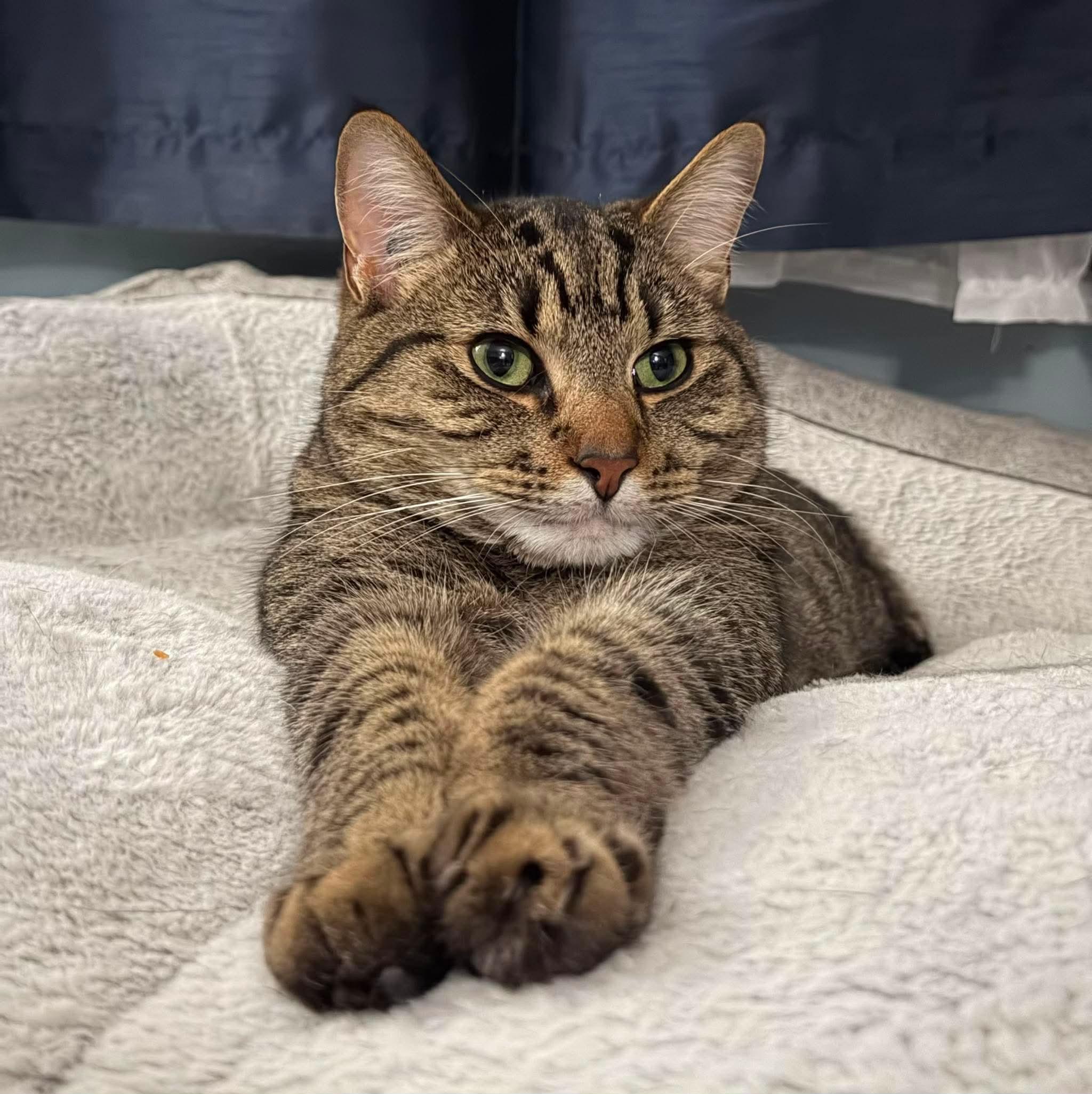 Enlarge Binou, a Adoptable mixed breed in Steinbach, MB image 3/6