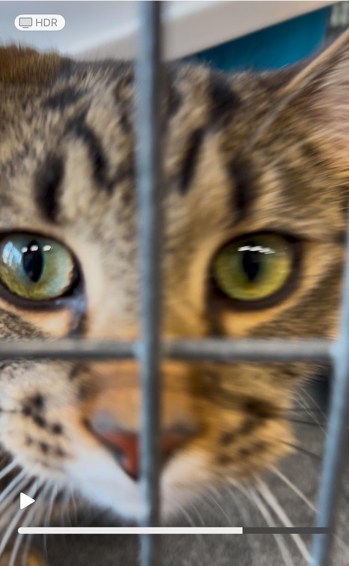 Enlarge Binou, a Adoptable mixed breed in Steinbach, MB image 5/6