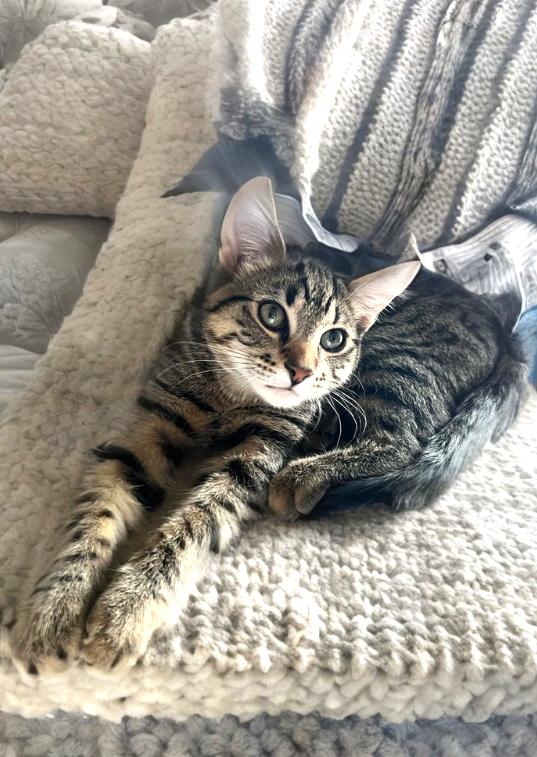 Enlarge Binou, a Adoptable mixed breed in Steinbach, MB image 6/6