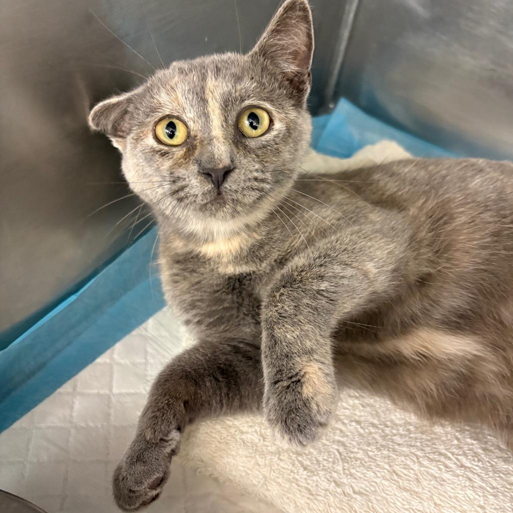 Glacier, Adoptable, Kitten Female Domestic Short Hair.