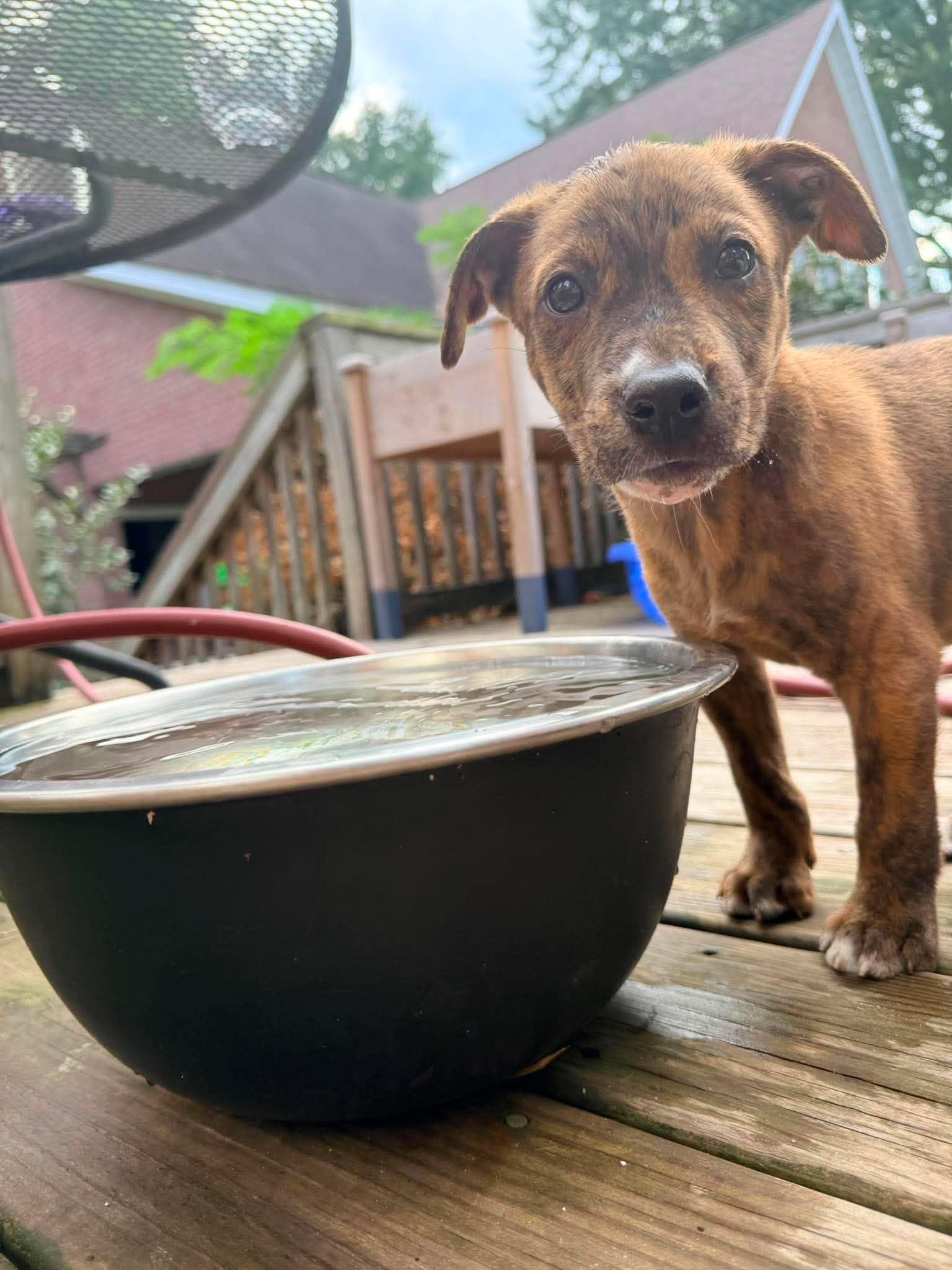 Churro, a ADOPTABLE mixed breed in Ayden, NC image 3/6