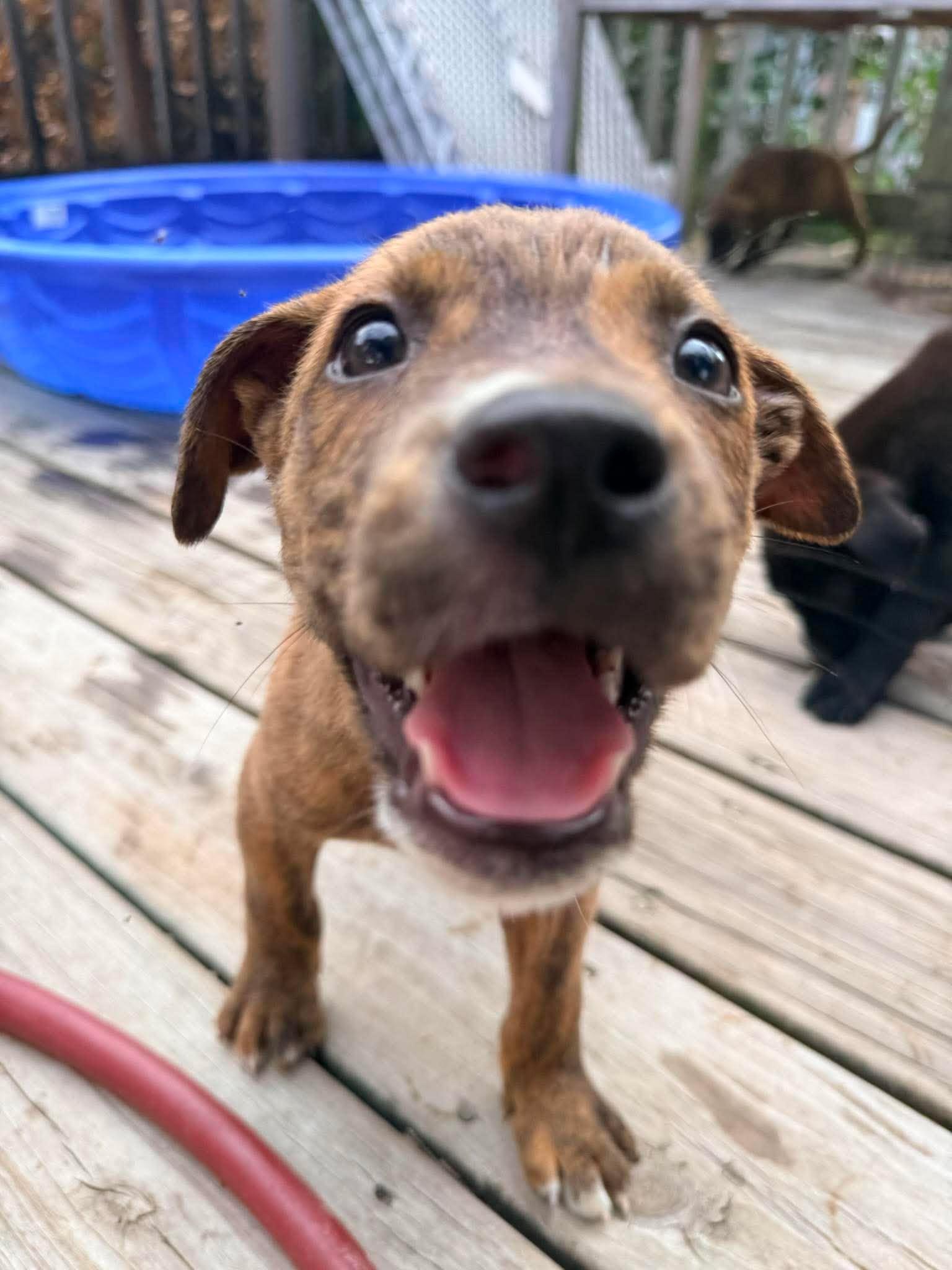 Churro, a ADOPTABLE mixed breed in Ayden, NC image 1/6