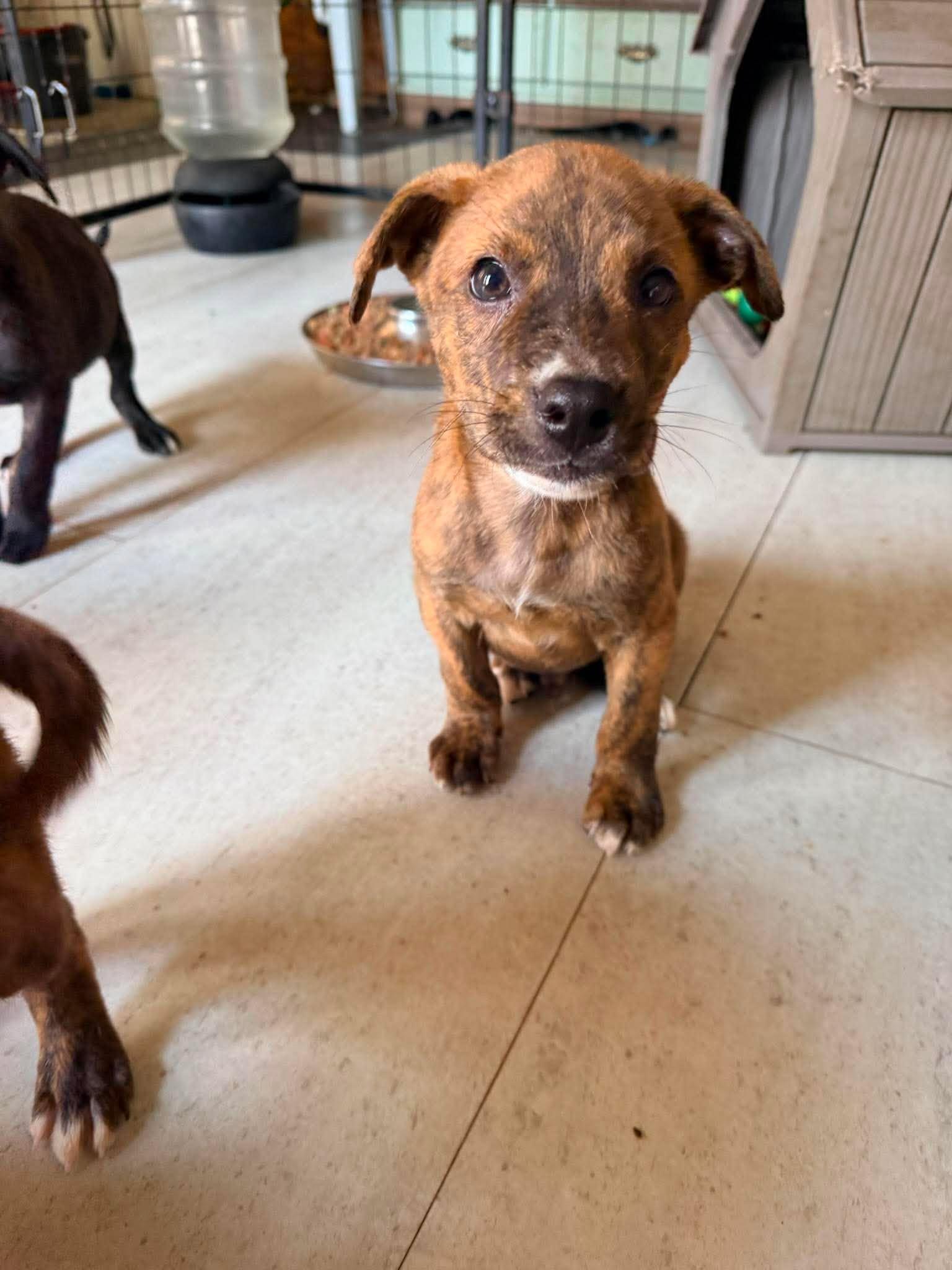 Churro, a ADOPTABLE mixed breed in Ayden, NC image 2/6