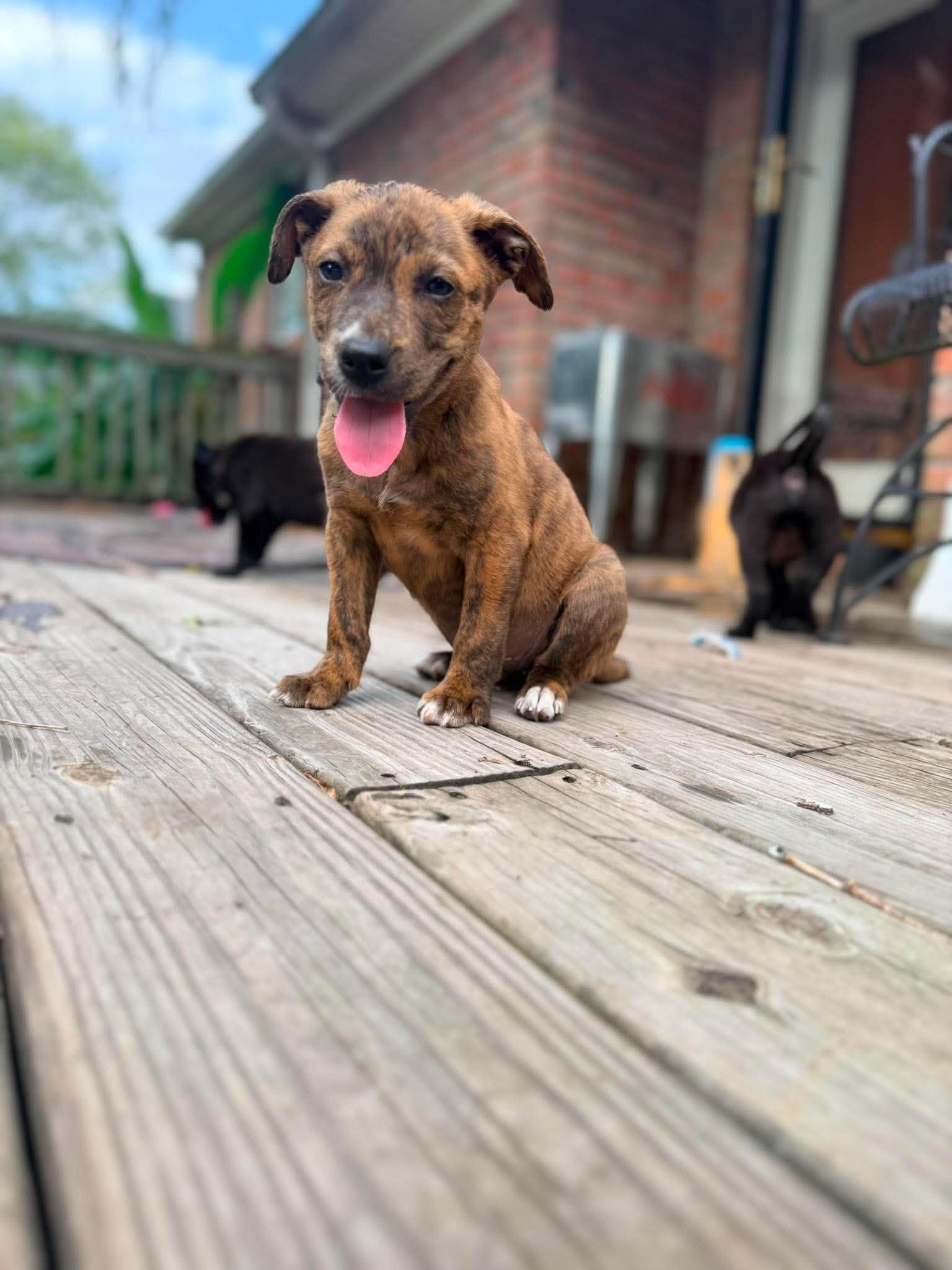 Churro, a ADOPTABLE mixed breed in Ayden, NC image 4/6