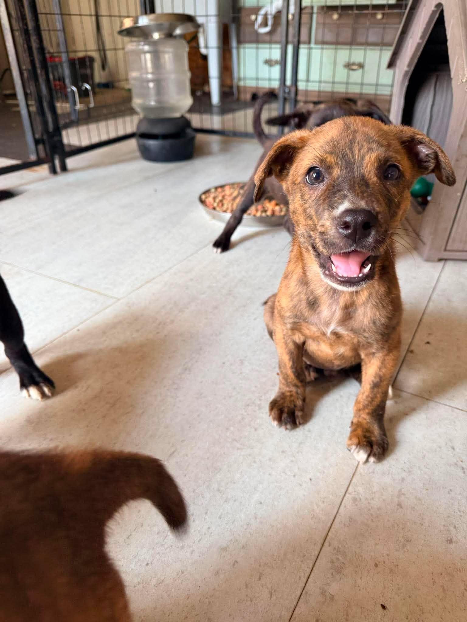 Churro, a ADOPTABLE mixed breed in Ayden, NC image 5/6