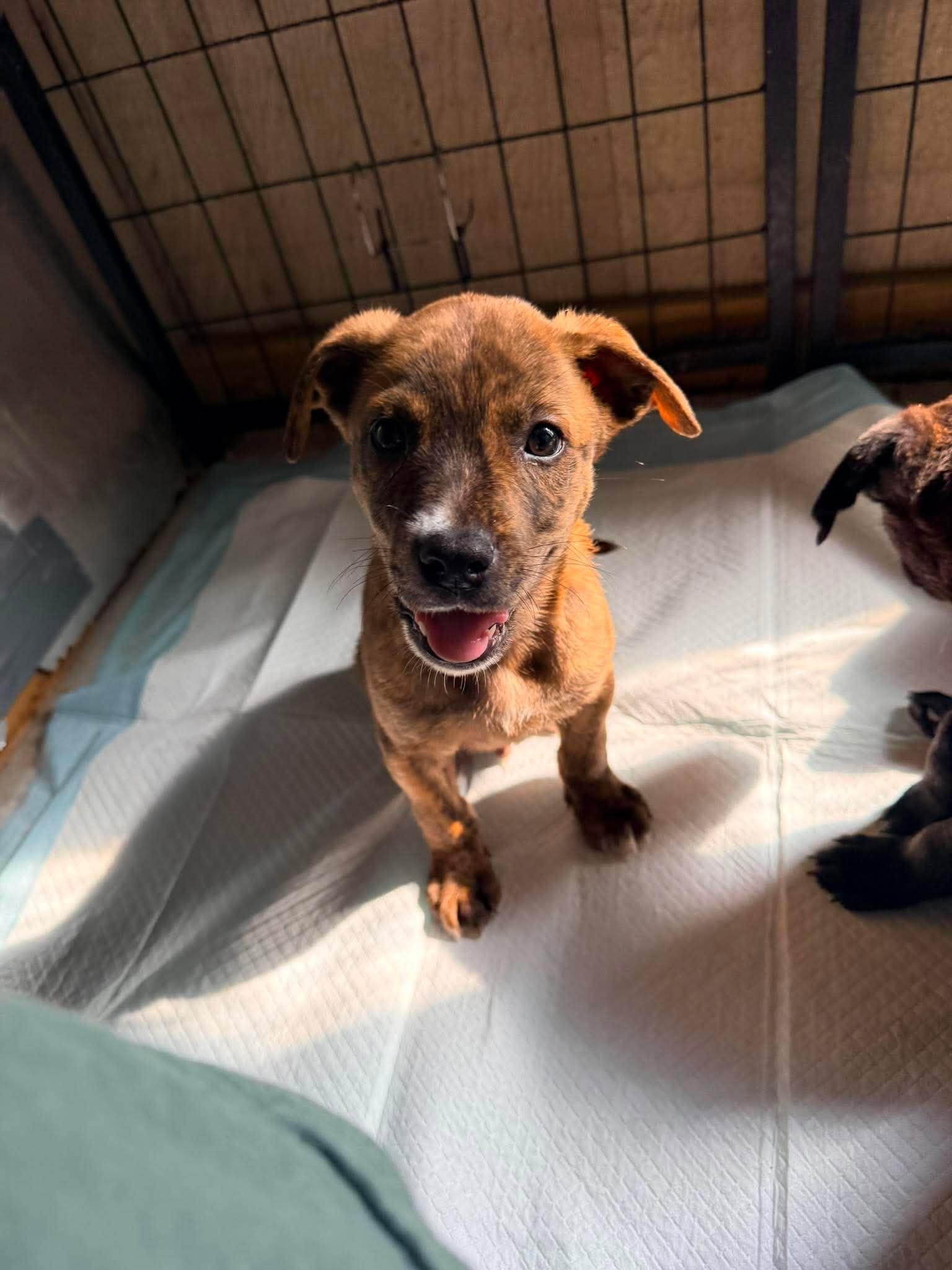 Churro, a ADOPTABLE mixed breed in Ayden, NC image 6/6