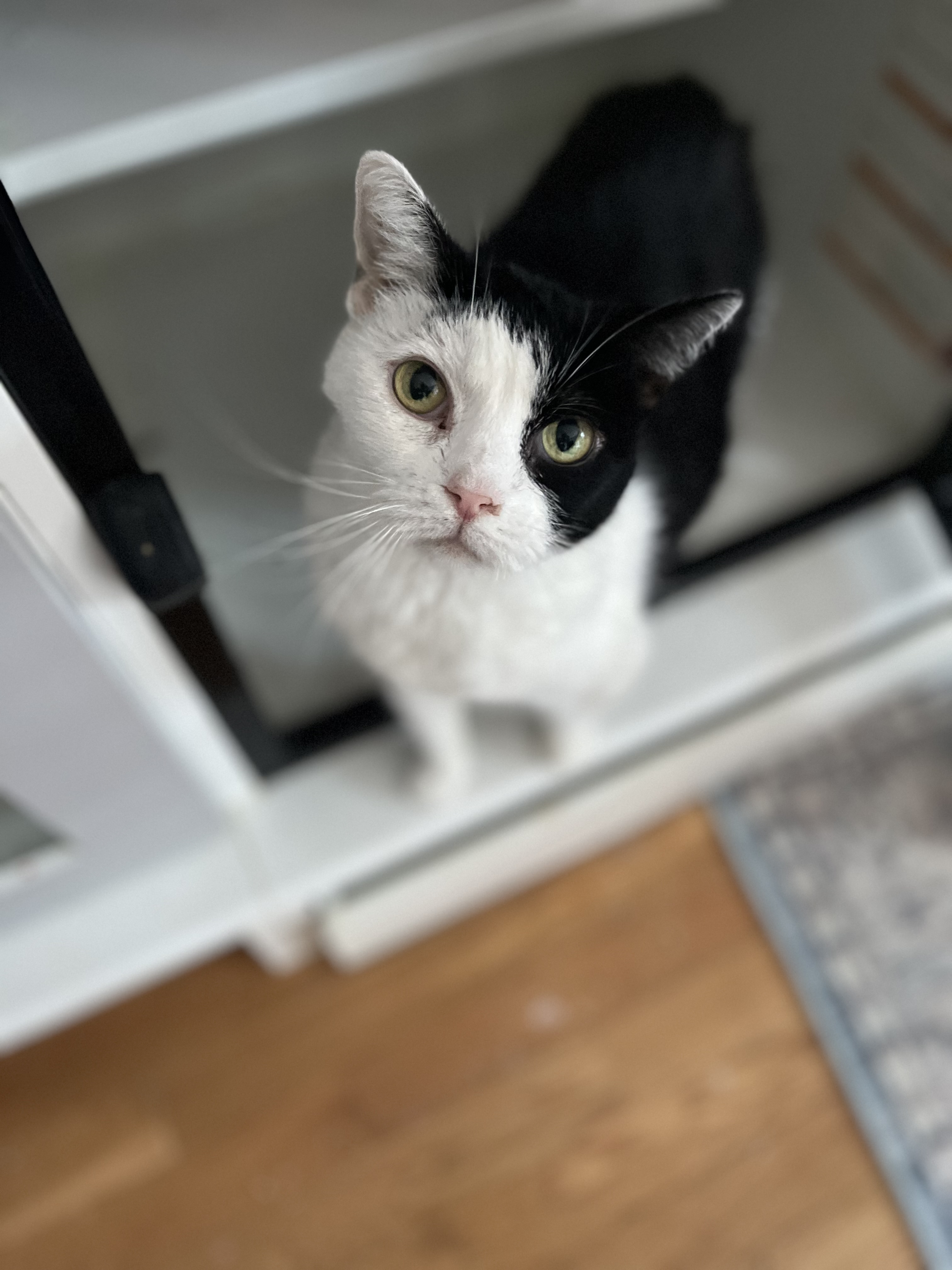 Cat for adoption Oriella, a Domestic Short Hair in Old Bridge, NJ