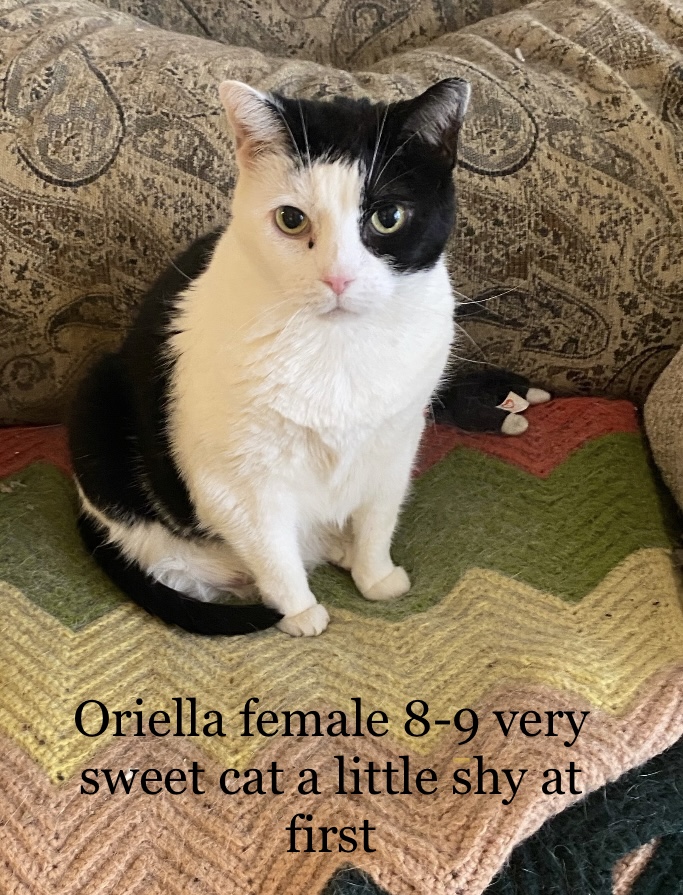Cat for adoption Oriella, a Domestic Short Hair in Old Bridge, NJ
