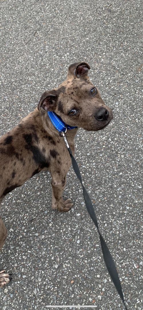 Reno, Adoptable, Puppy Male Catahoula Leopard Dog.
