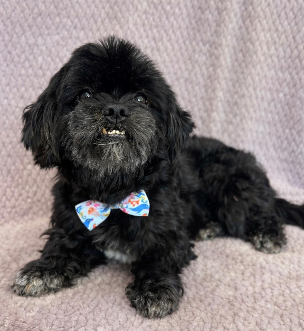 Enlarge Gizmo, an adopted Shih Tzu in Lodi, CA image 3/5