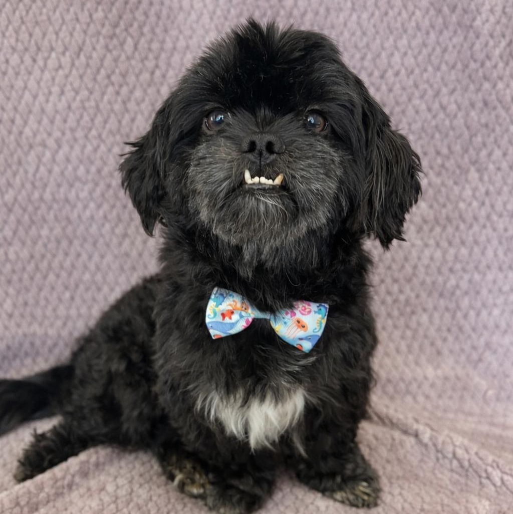 Enlarge Gizmo, an adopted Shih Tzu in Lodi, CA image 2/5