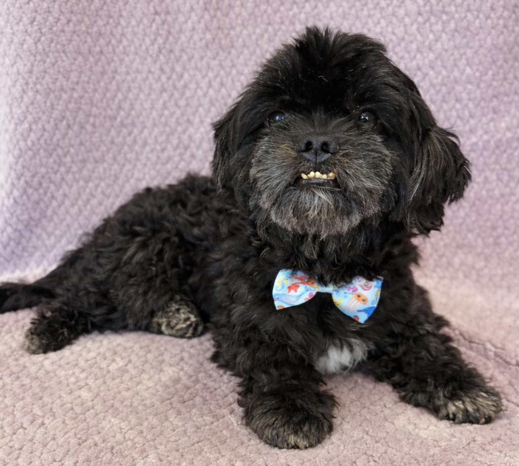 Enlarge Gizmo, an adopted Shih Tzu in Lodi, CA image 5/5