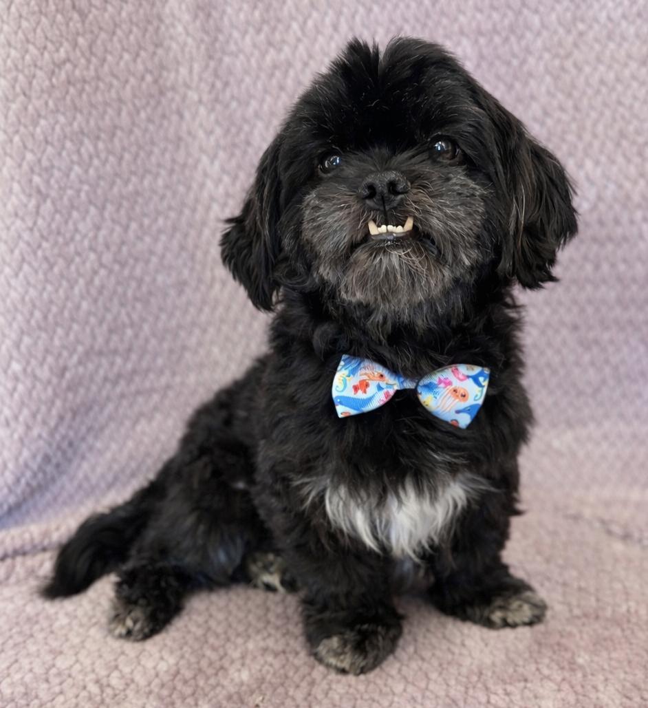 Enlarge Gizmo, an adopted Shih Tzu in Lodi, CA image 4/5