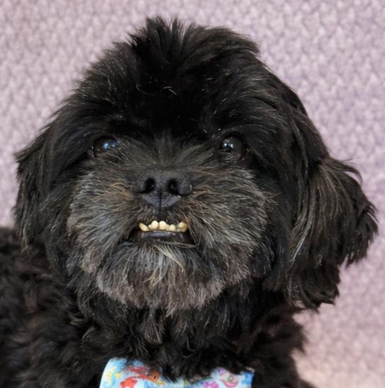 Gizmo, adopted, Young Male Shih Tzu.